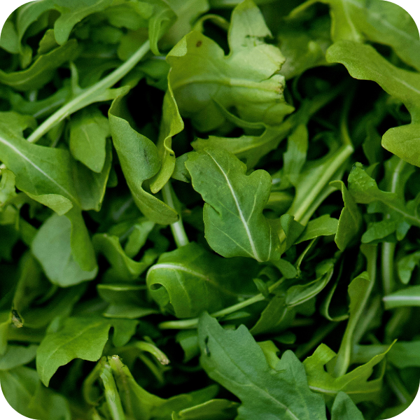 Arugula